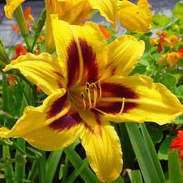 Лилейник гибридный Бонанза