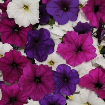 Петуния ампельная F1 Изи Вейв	Грейт Лейкс микс