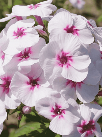 Флокс метельчатый Mike's Favourite