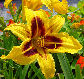 Лилейник гибридный Бонанза