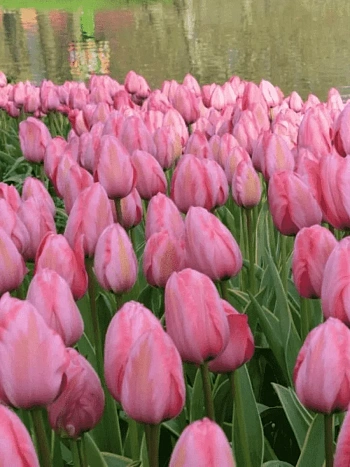 Тюльпан Pink Impression
