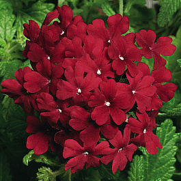 Вербена Кварц Бордо