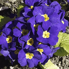 Примула бесстебельная Crescendo blue shades