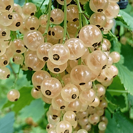 Смородина красная Witte Hollander