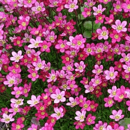 Камнеломка Арендса Marto Picotee Red