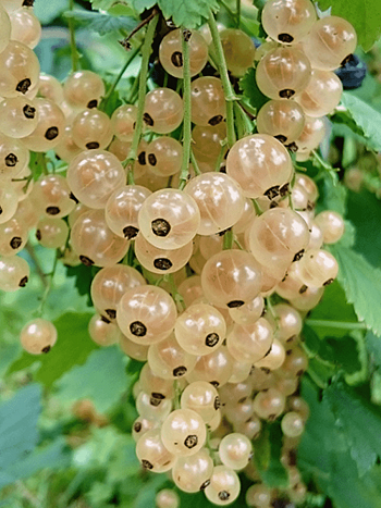 Смородина красная Witte Hollander