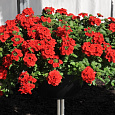 Вербена ампельная Обсешн Каскад Скарлет Вербена ампельная Обсешн Каскад Скарлет