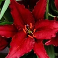 Лилия Firebolt