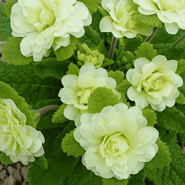 Примула махровая Jack the Lad