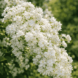 Гортензия древовидная Звездная Россыпь