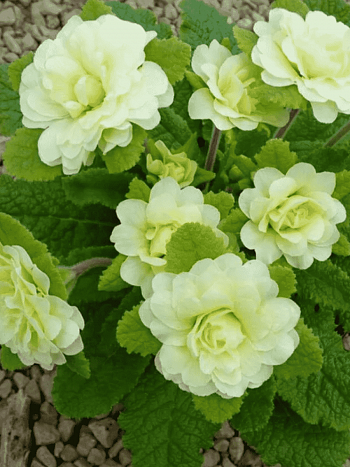 Примула махровая Jack the Lad