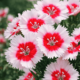 Гвоздика китайская Diana Red Centred White 