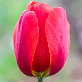 Тюльпан Дарвинов гибрид Парад Тюльпан Дарвинов гибрид Парад
