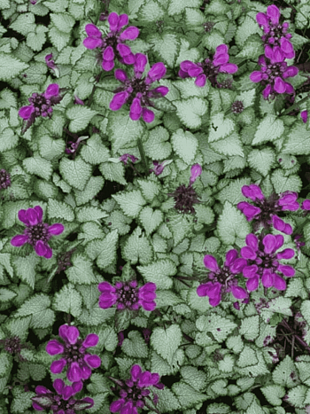 Яснотка крапчатая Beacon Silver