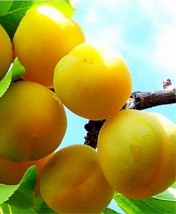 Слива Памяти Вавилова