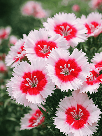 Гвоздика китайская Diana Red Centred White 