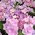 Гортензия крупнолистная You And Me Forever