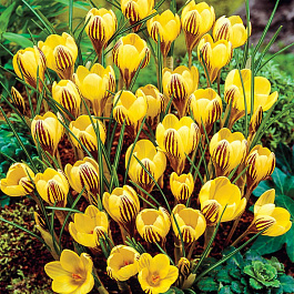 Крокус ботанический Джипси Гёрл