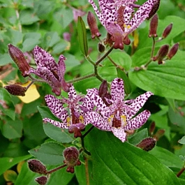 Трициртис Sinonome