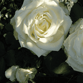 Роза чайно-гибридная White Chocolate