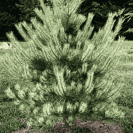 Сосна густоцветковая Burke's Red Variegated