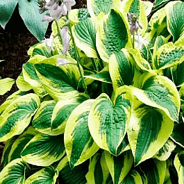 Хоста гибридная Brim Cup
