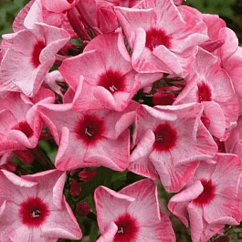 Флокс метельчатый Уральские сказы