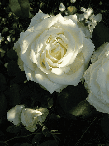 Роза чайно-гибридная White Chocolate