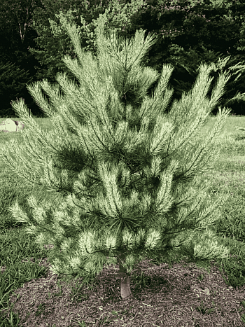 Сосна густоцветковая Burke's Red Variegated