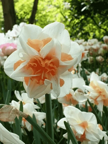 Нарцисс Delnashaugh