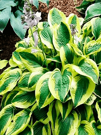 Хоста гибридная Brim Cup