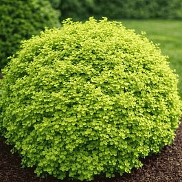 Барбарис Тунберга Golden Devine