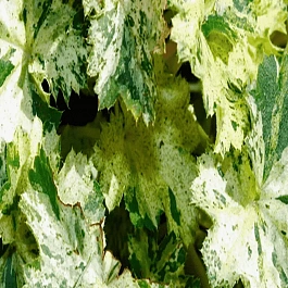 Гейхера Snow Angel