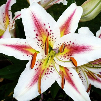 Лилия восточная Арена НАБОР 2ШТ (2+2)