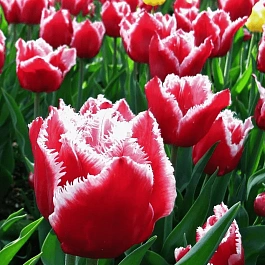 Тюльпан бахромчатый Canasta