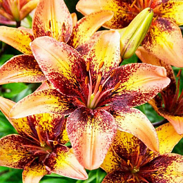 Лилия азиатская Трайбал Данс