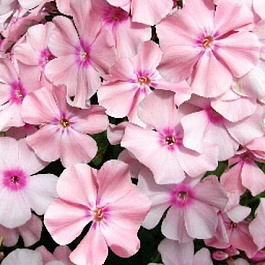 Флокс метельчатый Роза Пастел