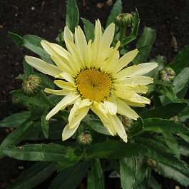 Нивяник великолепный Бродвей Лайтс