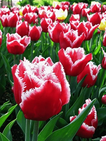 Тюльпан бахромчатый Canasta