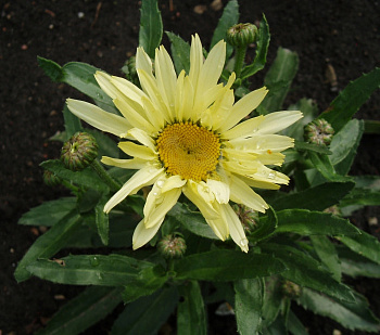 Нивяник великолепный Бродвей Лайтс