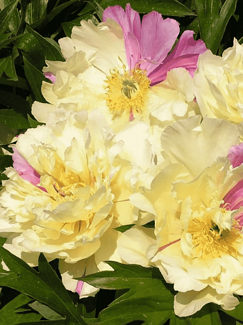 Пион ИТО  Lemon Dream