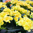 Бегония клубневая Нонстоп Еллоу Бегония клубневая Нонстоп Еллоу