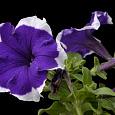 Петуния грандифлора Хулахуп Блю Петуния грандифлора Хулахуп Блю