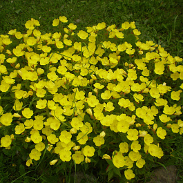 Энотера миссурийская