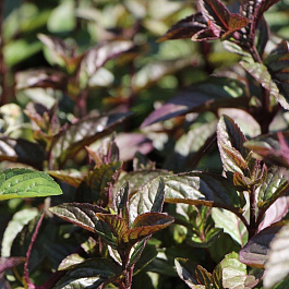 Мята Шоколад НАБОР 2ШТ