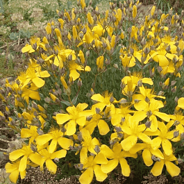 Зверобой многолистный