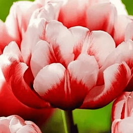 Тюльпан Voicemail