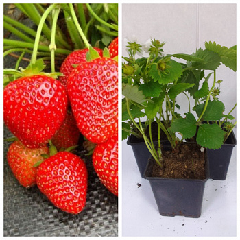 Земляника садовая Вима Рина НАБОР 3ШТ