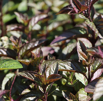 Мята Шоколад НАБОР 2ШТ