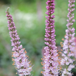 Вероникаструм виргинский Эрика